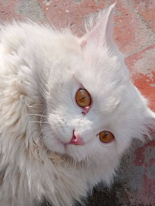 cat Persian coat 3 doll face 1