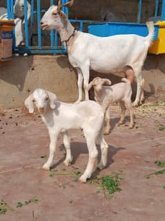 tedy milky bakri with 2 kids