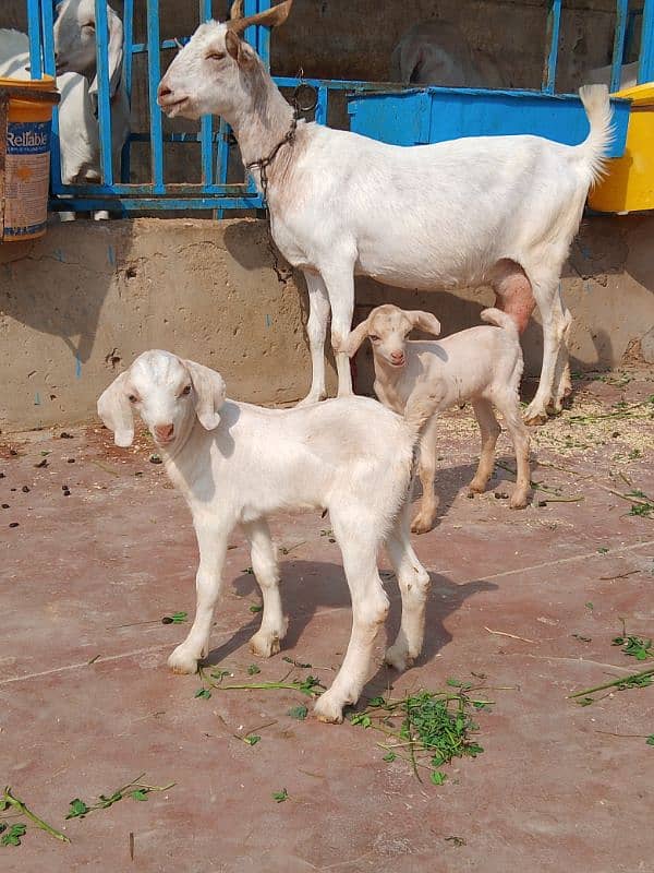 tedy milky bakri with 2 kids 0