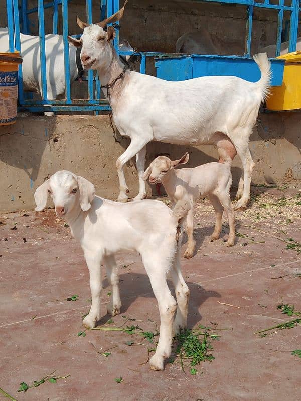 tedy milky bakri with 2 kids 1