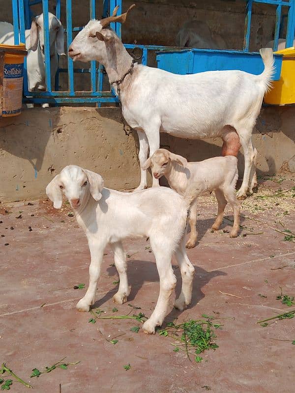 tedy milky bakri with 2 kids 2