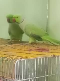 talking parrot