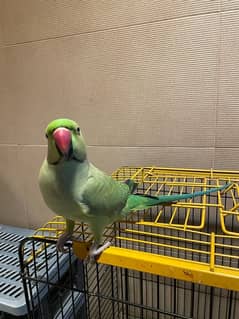 Ringneck - Green Talking Hand tamed