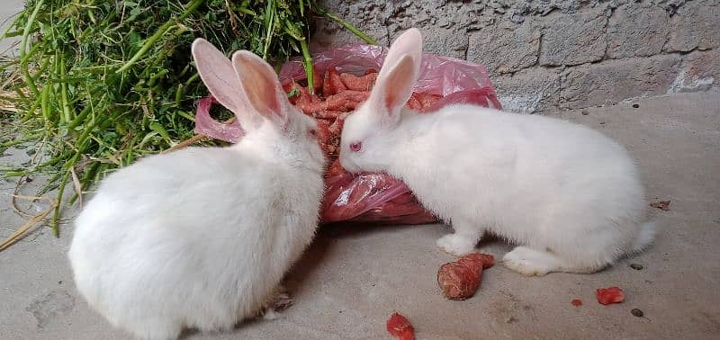 New Zealand white Rabbits 0