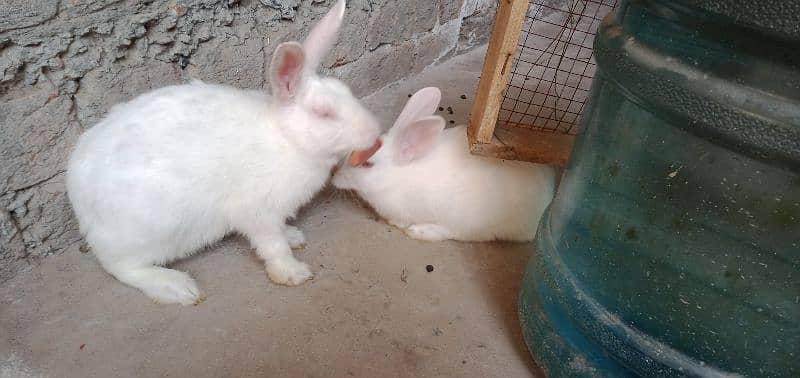 New Zealand white Rabbits 1