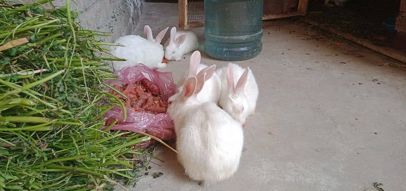 New Zealand white Rabbits 2