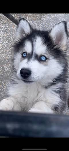 Siberian Husky Puppies Super quality