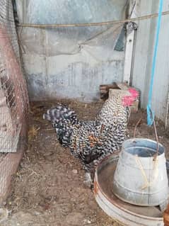 bantam murga for sale