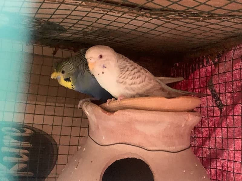 hogoromo budgie 0