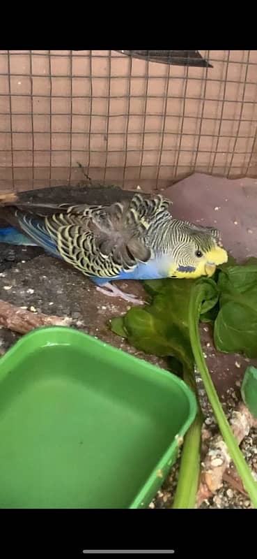 hogoromo budgie 1