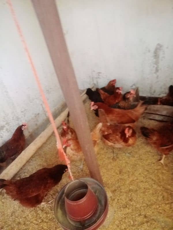 golden misri starter hens 1