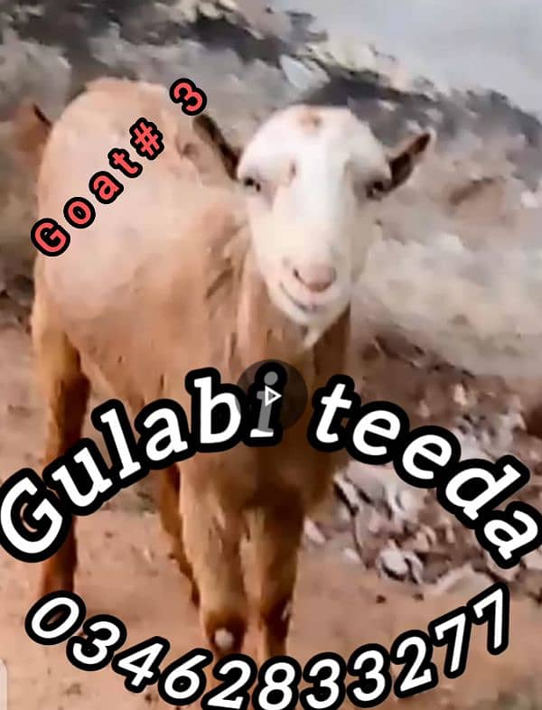 teddy goats 2