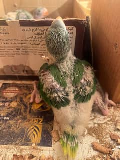 Raw Parrots Chicks king size For sale