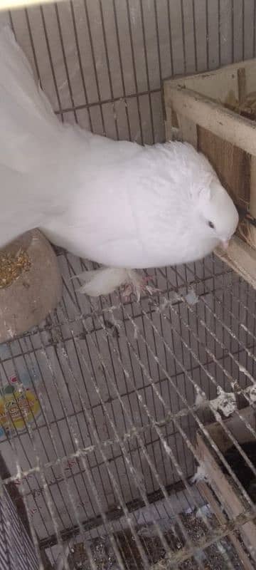 pigeon for sale 03196348882 0