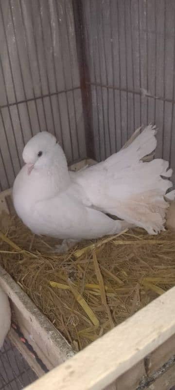 pigeon for sale 03196348882 1