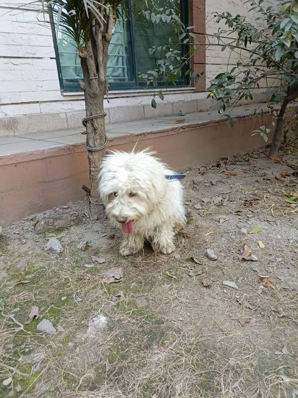 American poodle pair for sale 1