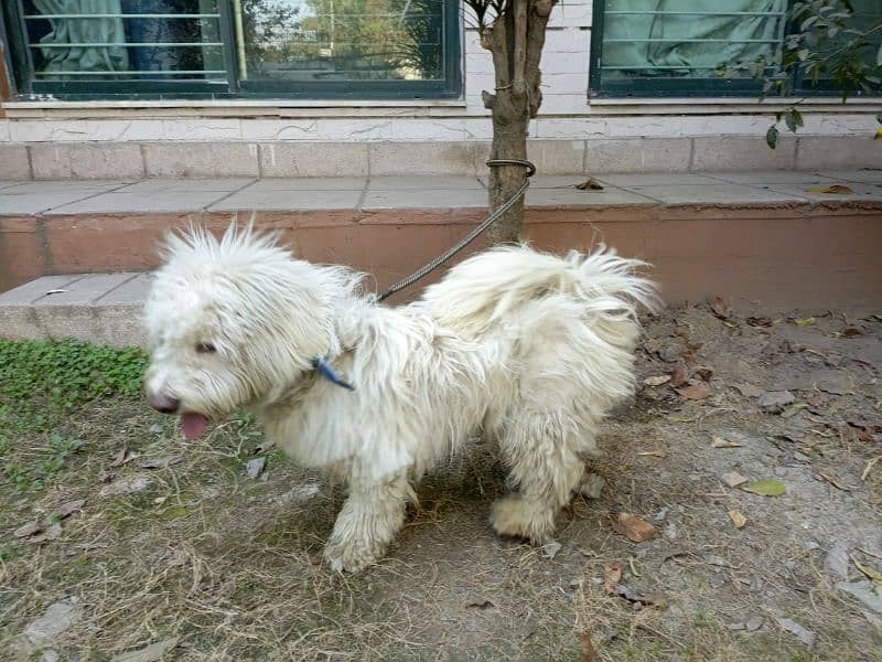 American poodle pair for sale 2