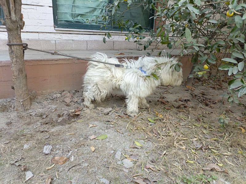 American poodle pair for sale 4