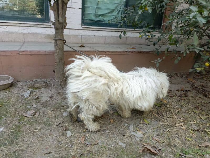 American poodle pair for sale 5