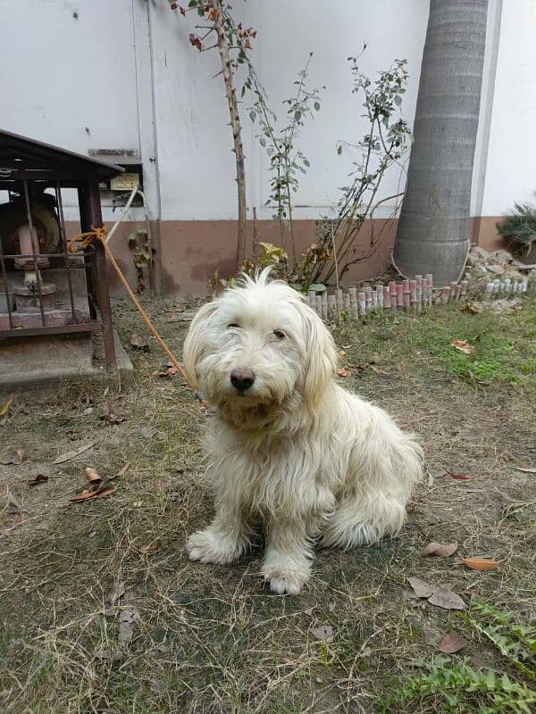 American poodle pair for sale 7