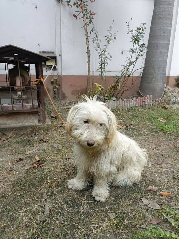 American poodle pair for sale 8