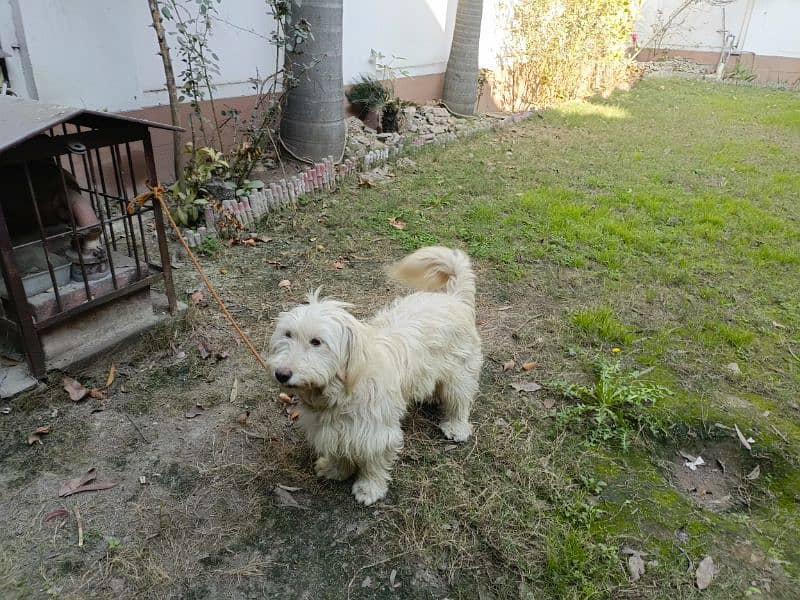 American poodle pair for sale 9