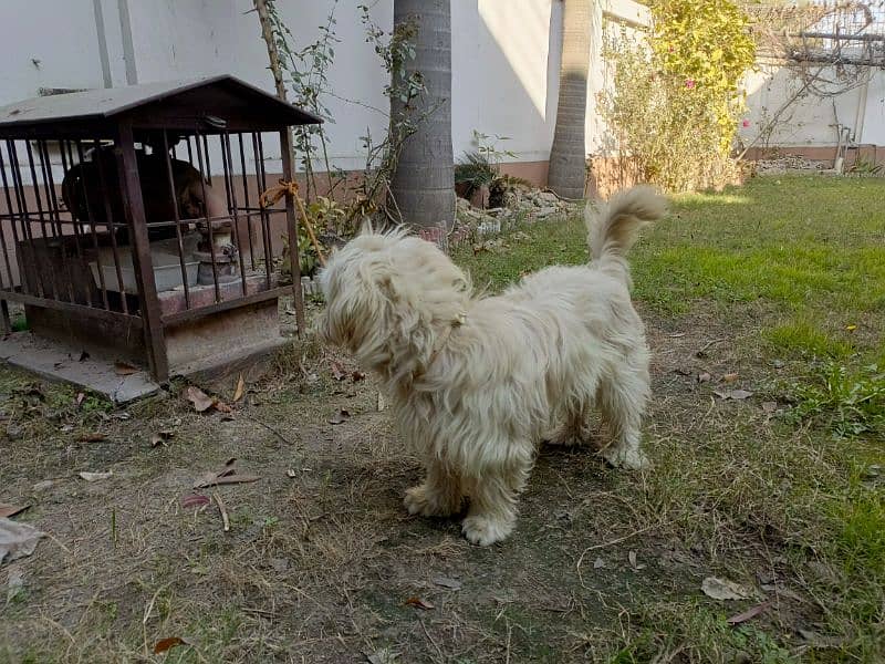 American poodle pair for sale 10