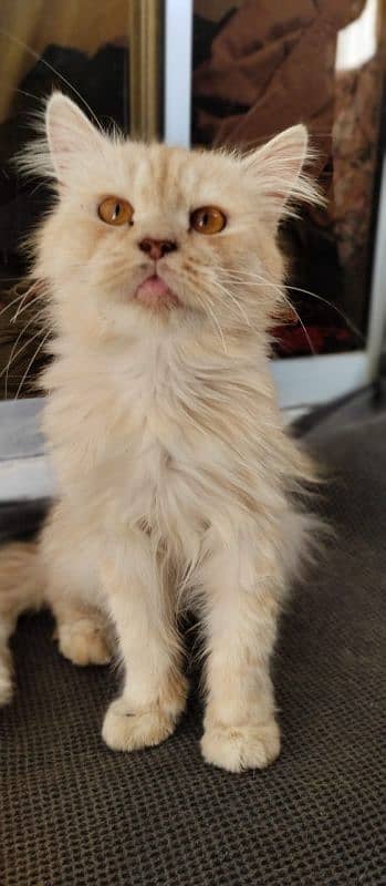 Dino - Gorgeous Male Golden Persian Cat For Sale 2 Years Old 1