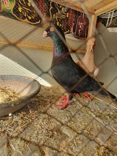 mix pigeons for sale sentinent ,danish ,lucky,aseel,lathe urgent sale