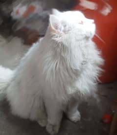 Turkish Angora,Male Cat Tripple Coat