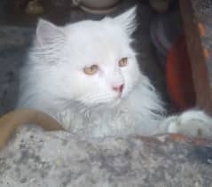 Turkish Angora,Male Cat Tripple Coat