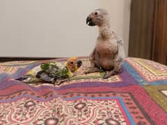 African grey parrot chicks