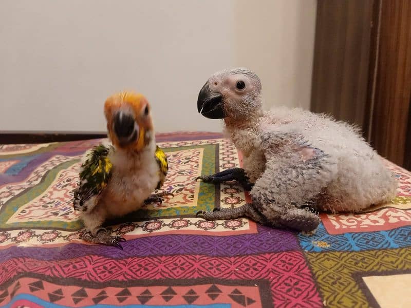 African grey parrot chicks /african grey  / grey  parrots 1