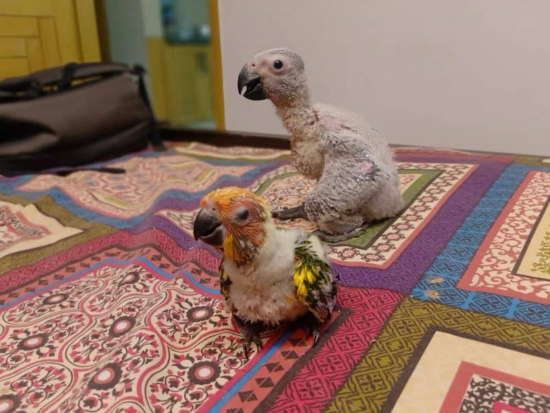 African grey parrot chicks /african grey  / grey  parrots 3