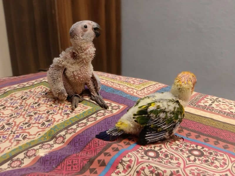 African grey parrot chicks /african grey  / grey  parrots 4