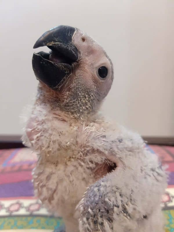 African grey parrot chicks /african grey  / grey  parrots 5