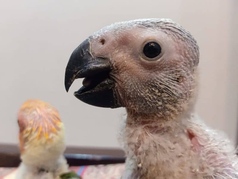 African grey parrot chicks /african grey  / grey  parrots 7