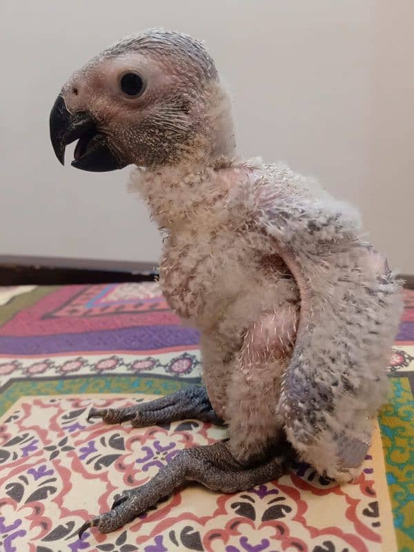 African grey parrot chicks /african grey  / grey  parrots 8