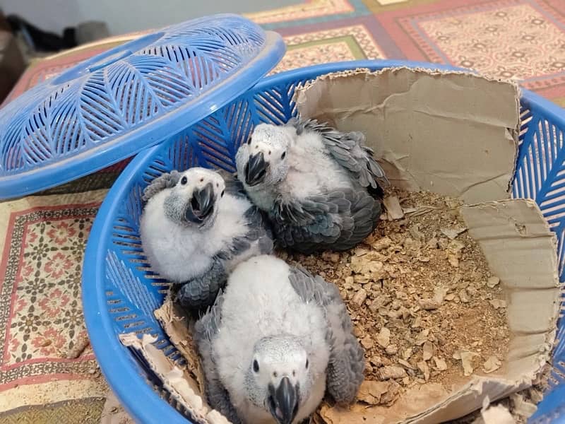 African grey/Chick/Parrot/Grey 1