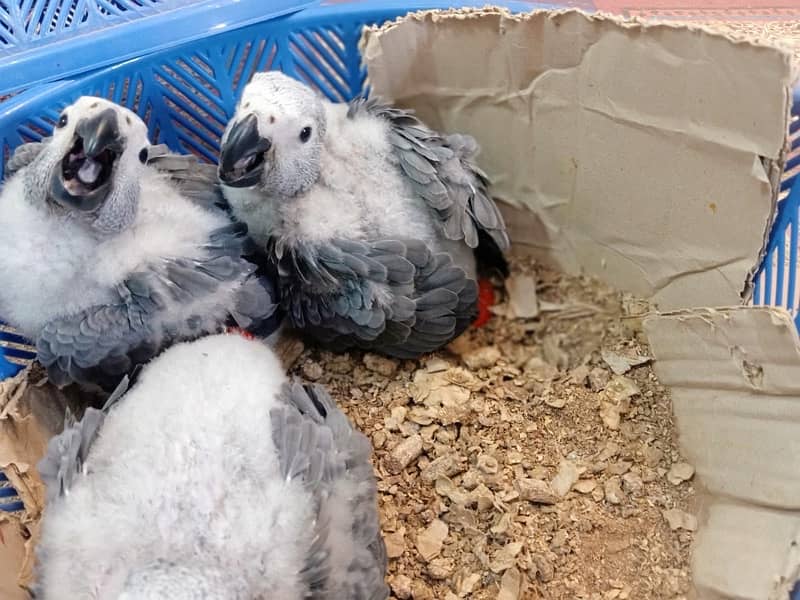 African grey/Chick/Parrot/Grey 2