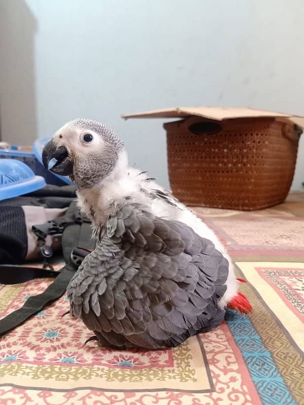 African grey/Chick/Parrot/Grey 4