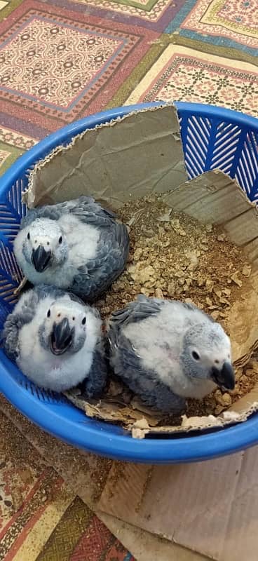 African grey/Chick/Parrot/Grey 5