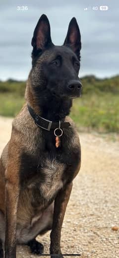 Belgian malinois