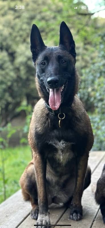 Belgian malinois 1