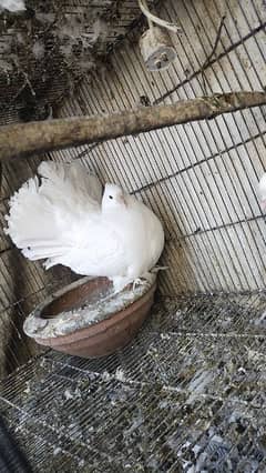 English fantail Female