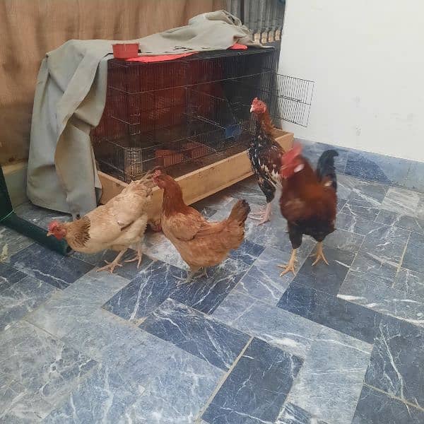 hens for sale 1