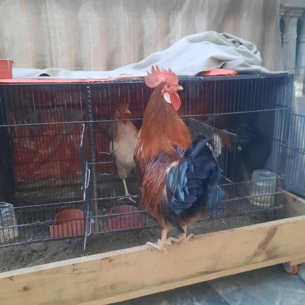 hens for sale 2