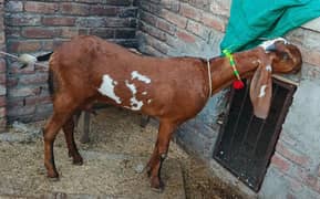 Urgent for sale sahiwal Desi betal bakri