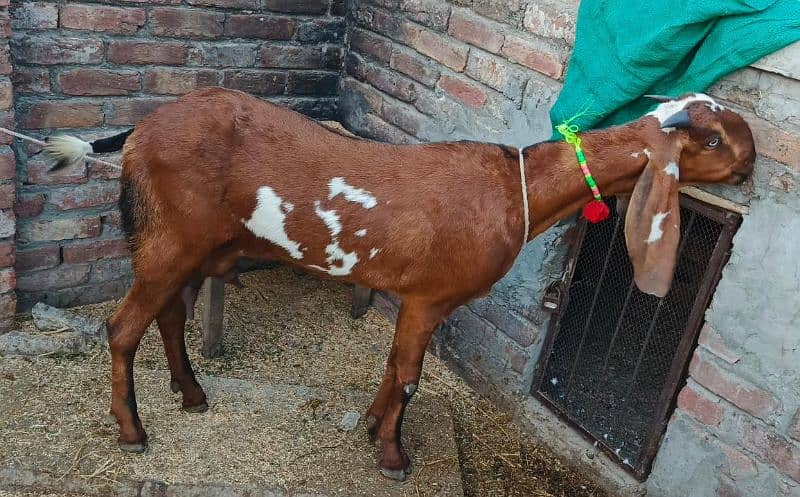 Urgent for sale sahiwal Desi betal bakri 0