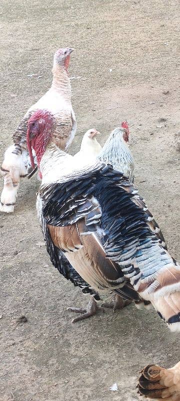 Turkey Pair 0